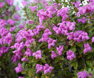 Texas sage in a garden