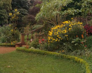 Low box edging around sloping bed with yellow flowering shrub in large country garden