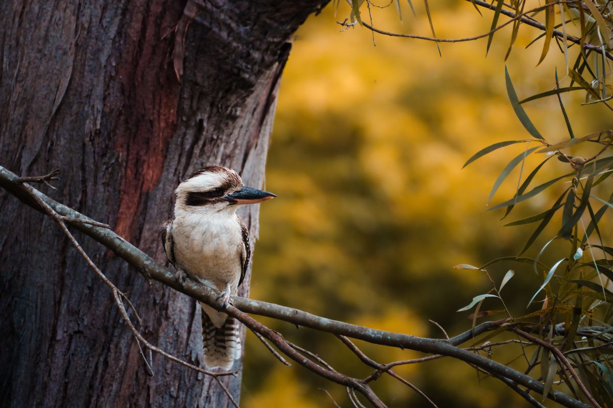 GuruShots - Nature&rsquo;s Masterpiece 2026