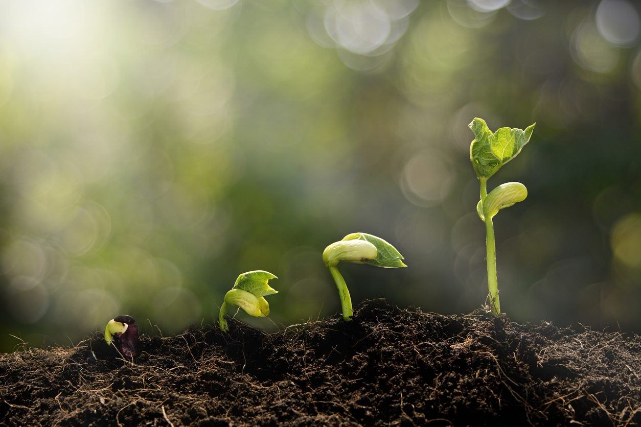 Seedlings In Soil