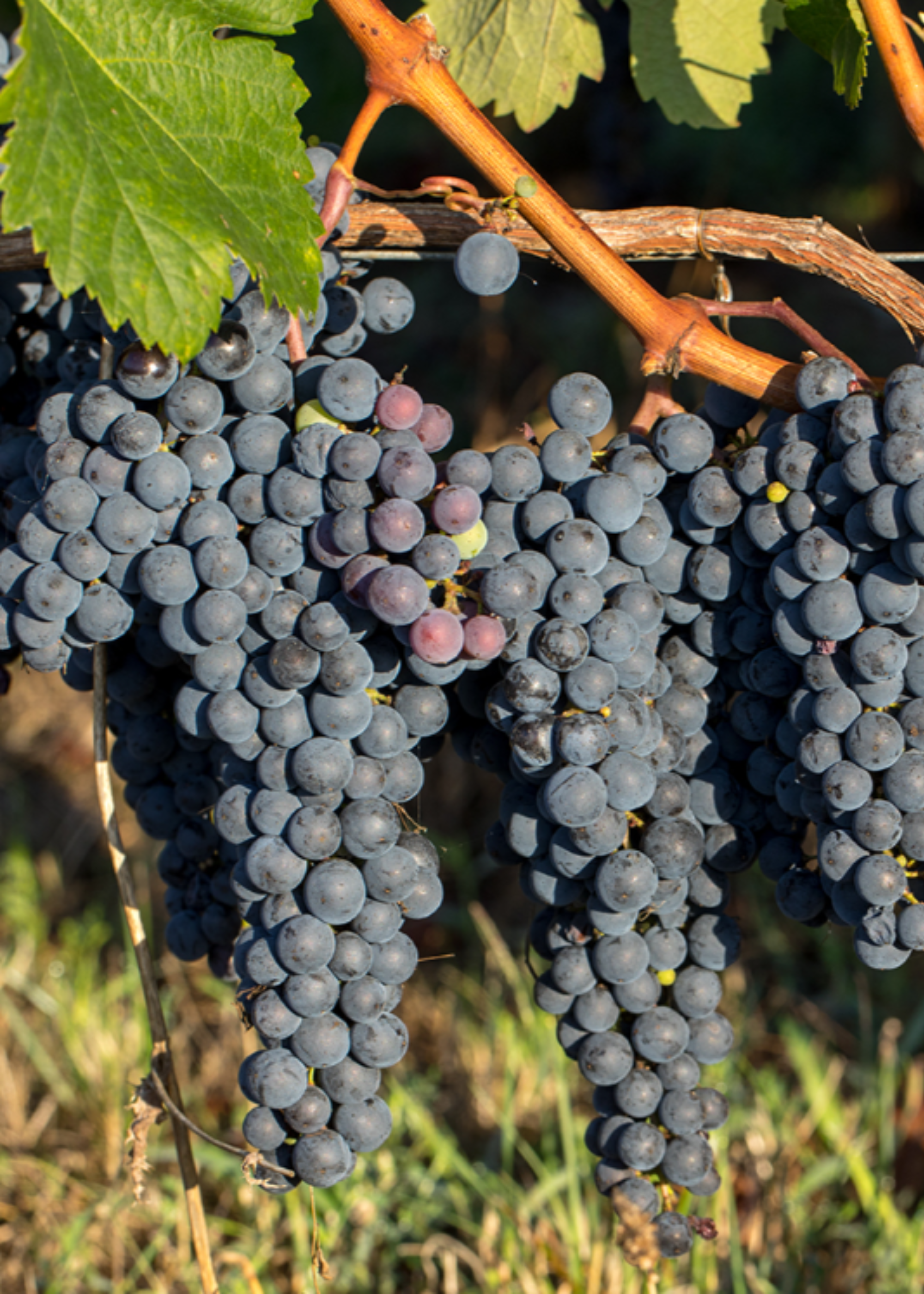A close-up of a grape vine