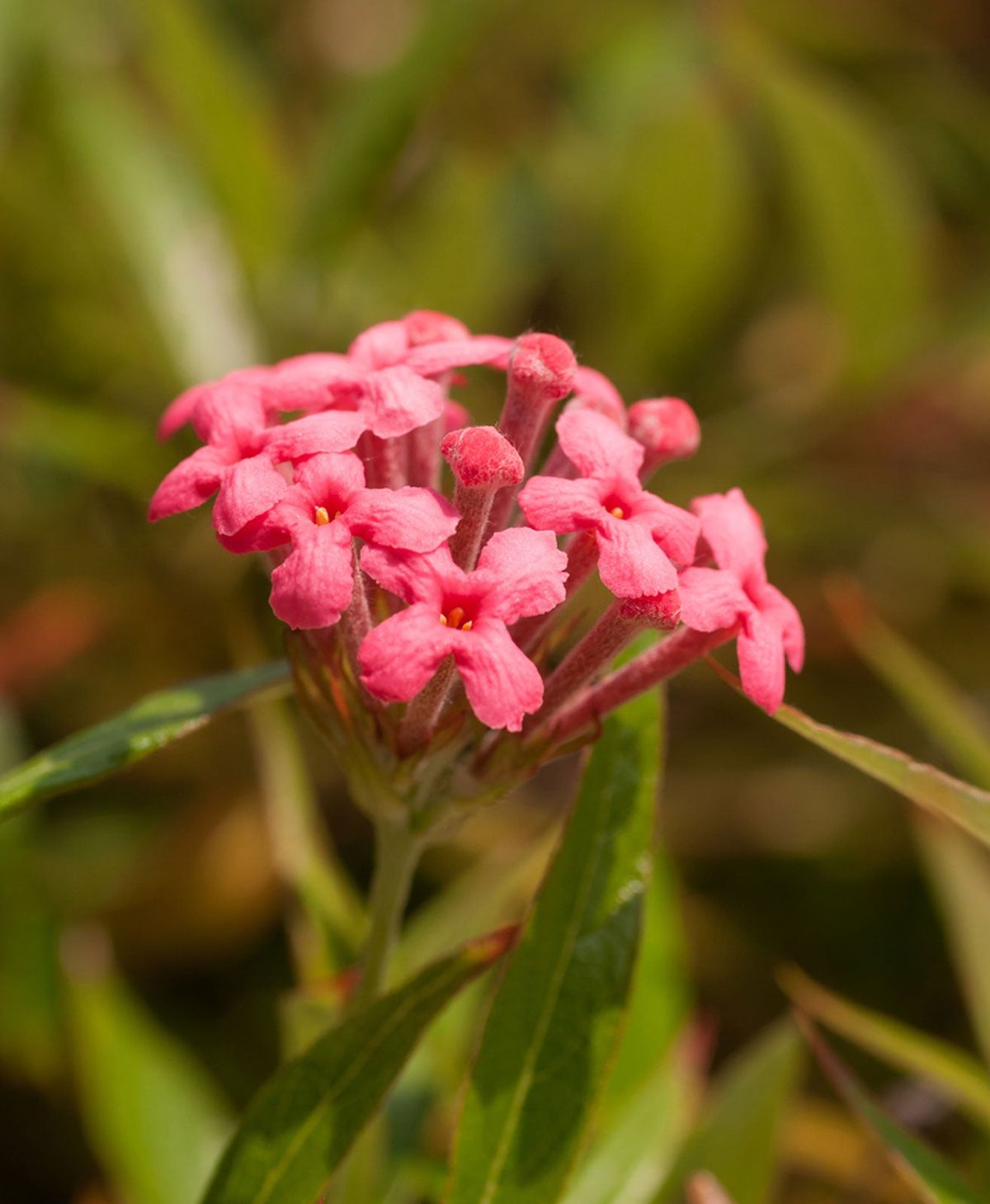 Rondeletia Panama Rose Info: How To Grow A Panama Rose Bush | Gardening 