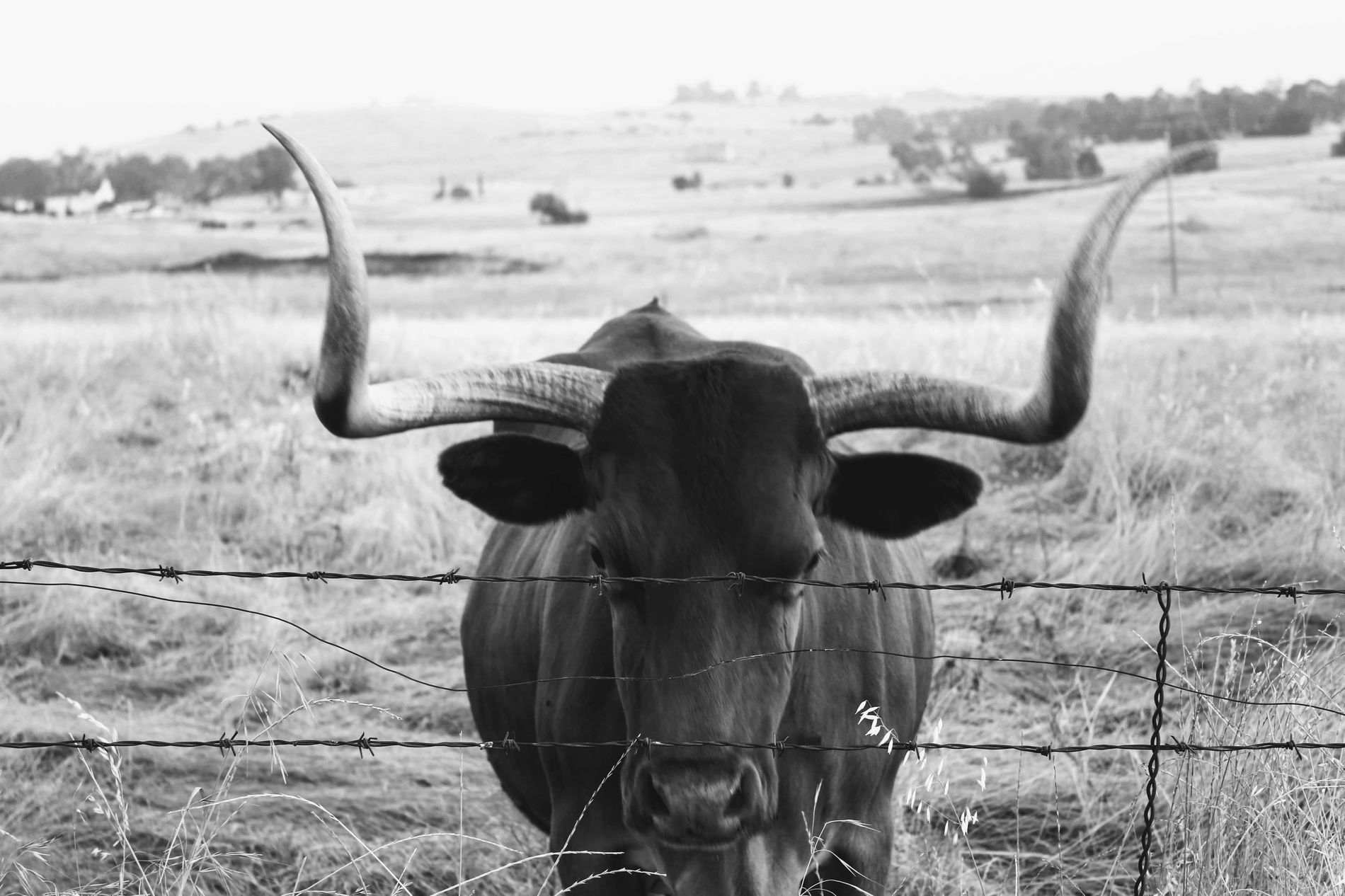 GuruShots - Powerful Black & White Jan 26