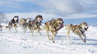 A team of siberian husky dogs