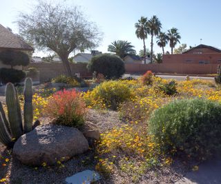 dry climate front yard landscaping with cacti and boulders