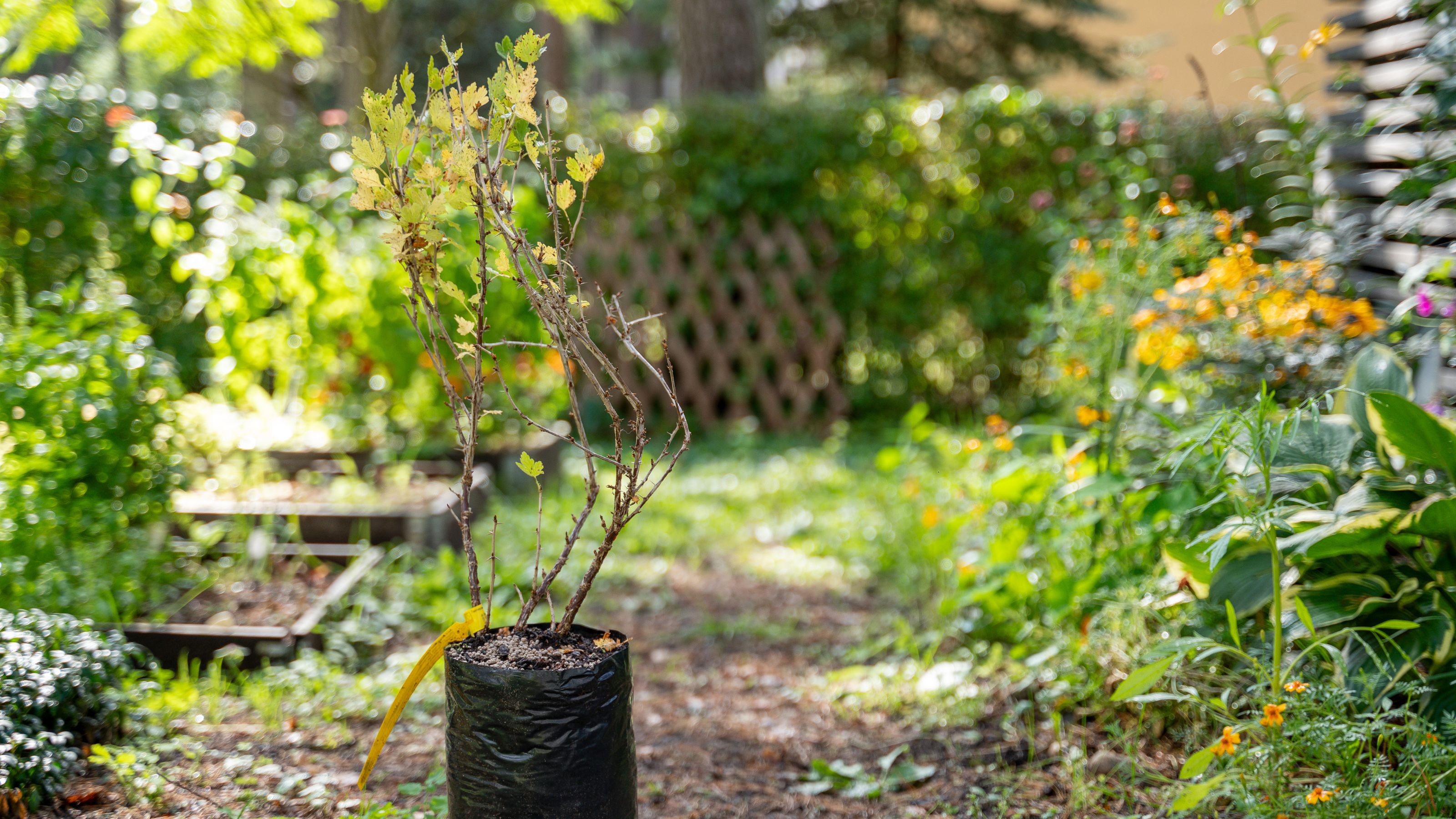 Gooseberry bush ready to be planted in garden