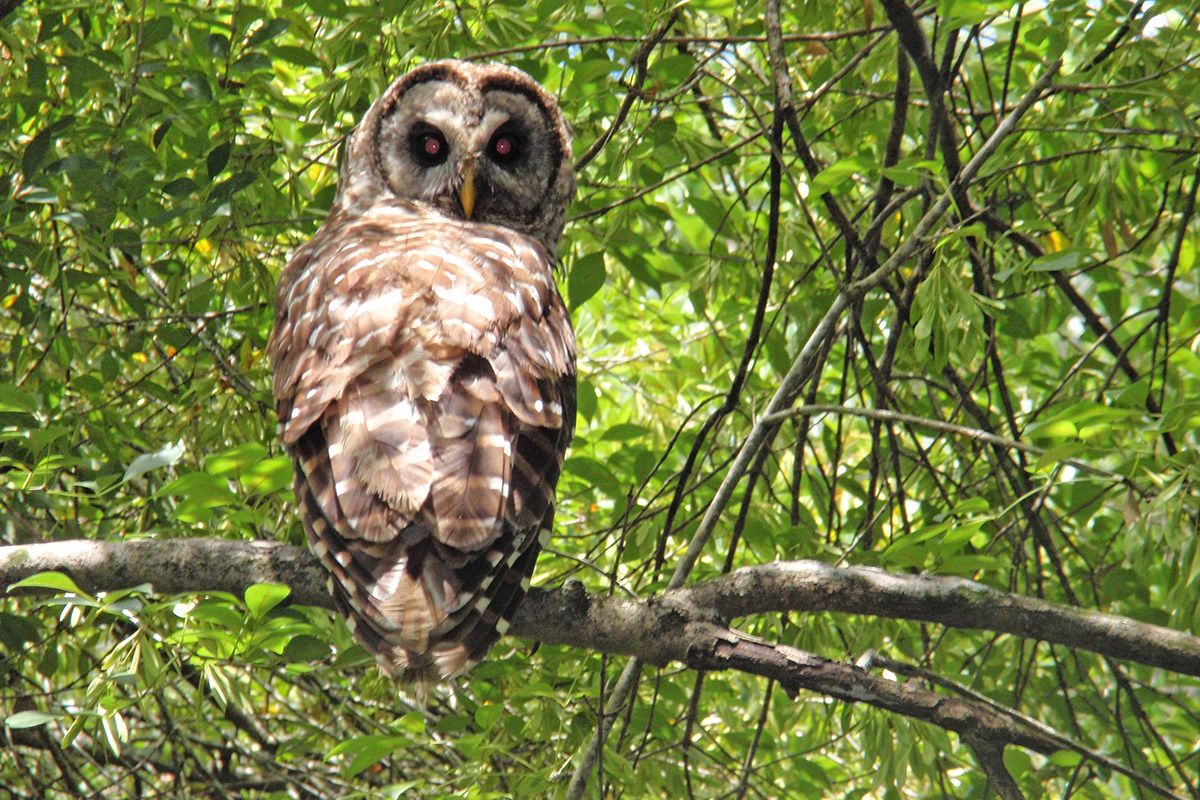 Whooo Knew? 10 Superb Facts About Owls | Live Science