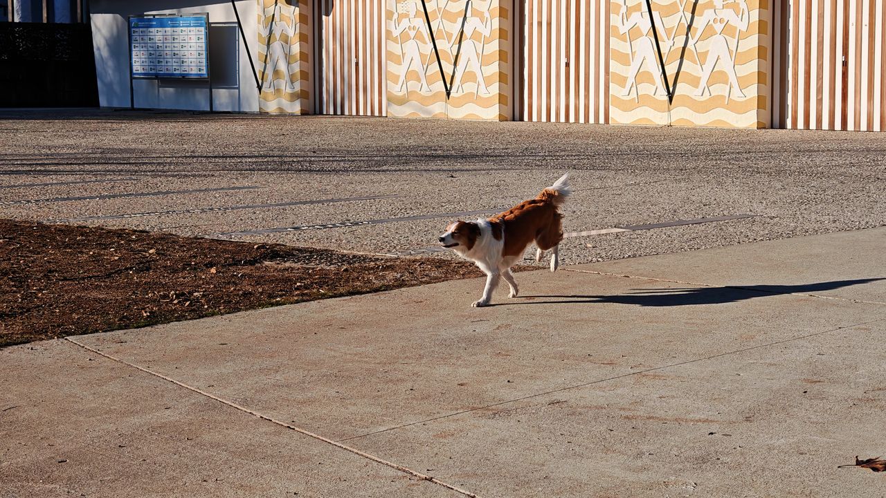 Honor Magic 7 Pro cameravoorbeelden