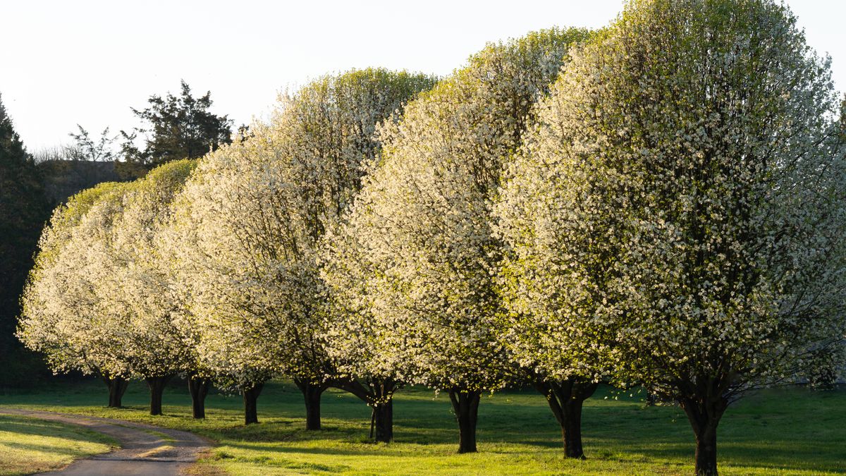 What to Do If You Have an Invasive Bradford Pear Tree Growing in Your Yard