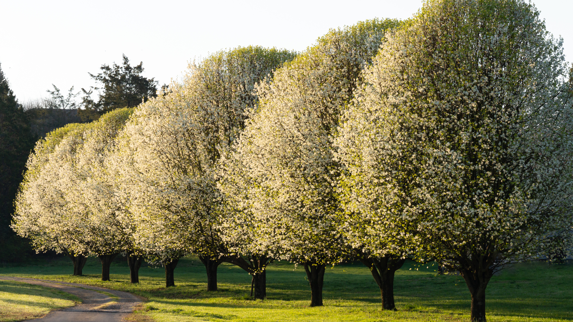 bradford pear trees lining driveway