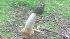 A close-up of the stinkhorn fungus fruiting body, which is shaped like a penis.