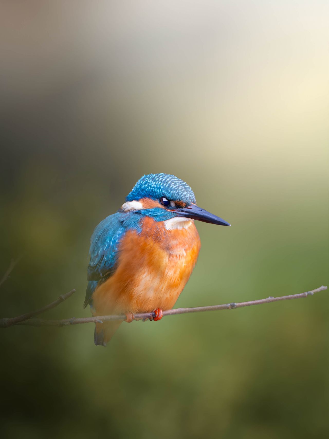 A kingfisher sits on a perch