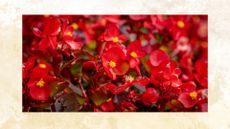 picture of red begonias in september
