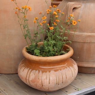 A terracotta planter with orange flowers inside it, photographed at RHS Chelsea Flower Show