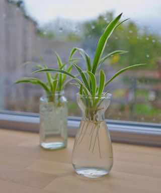 propagating a spider plant in water