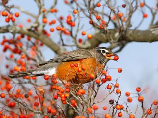 American Robin eating hawthorn berries
