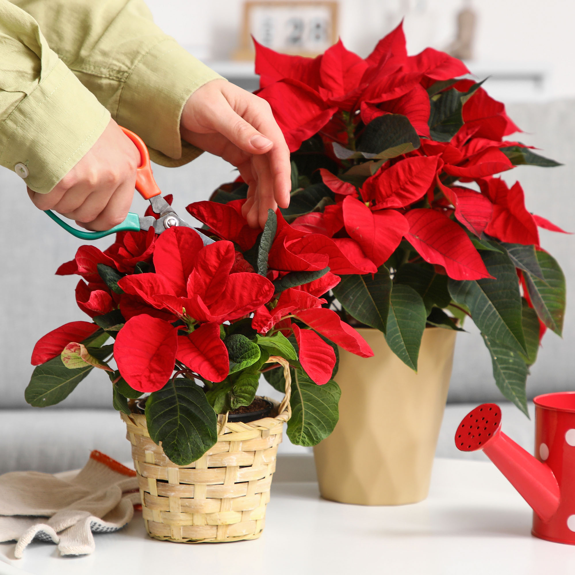Woman with secateurs cutting poinsettia at home