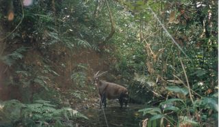 saola numbers, rare mammals, saola images, saola video, what are the rarest animals in the world, endangered species news, animals