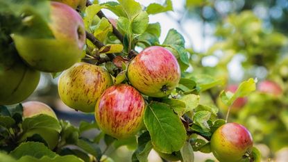 Red and green apples on an apple tree in an orchard