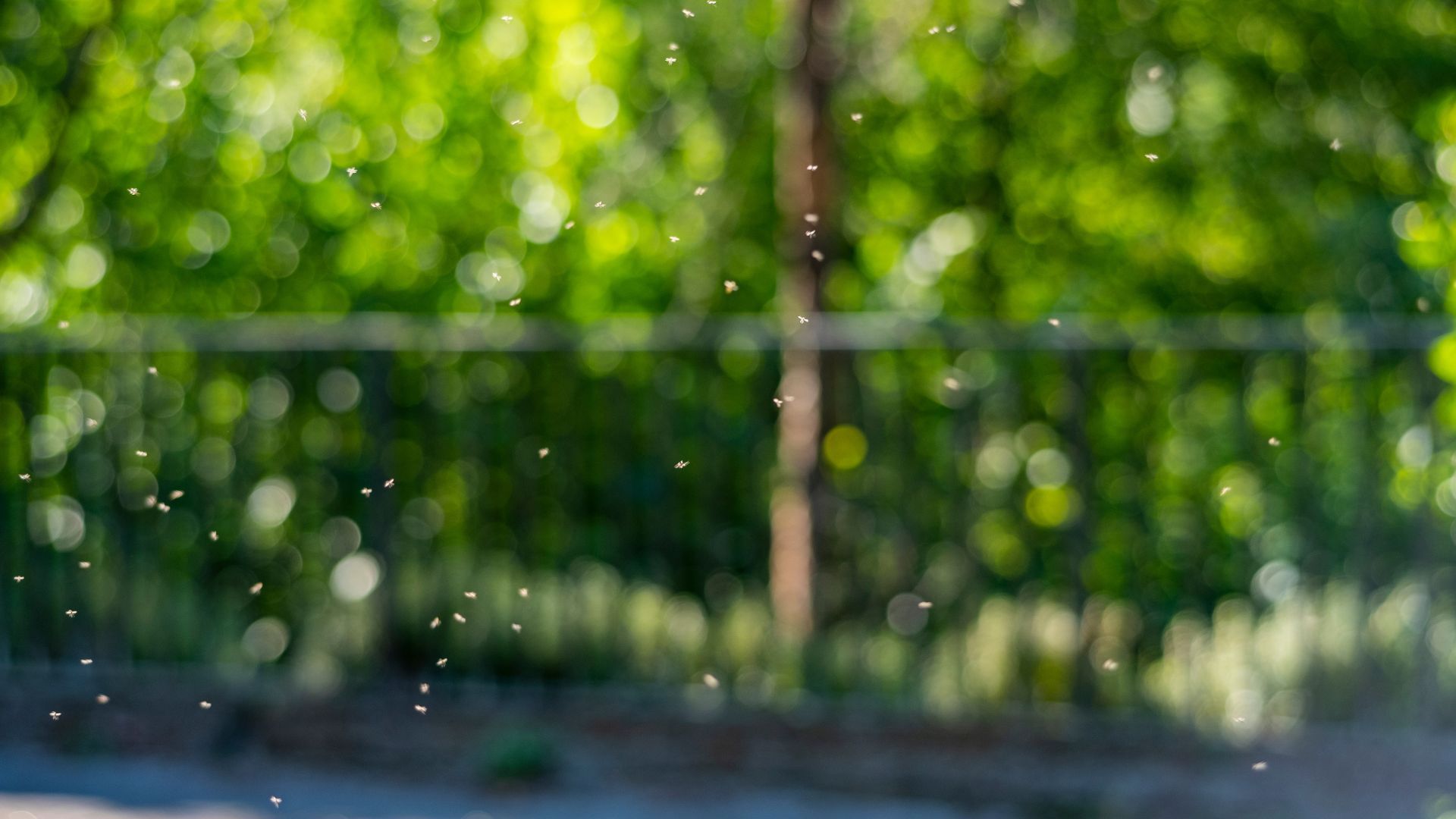 How to get rid of greenfly: An expert guide | Woman & Home