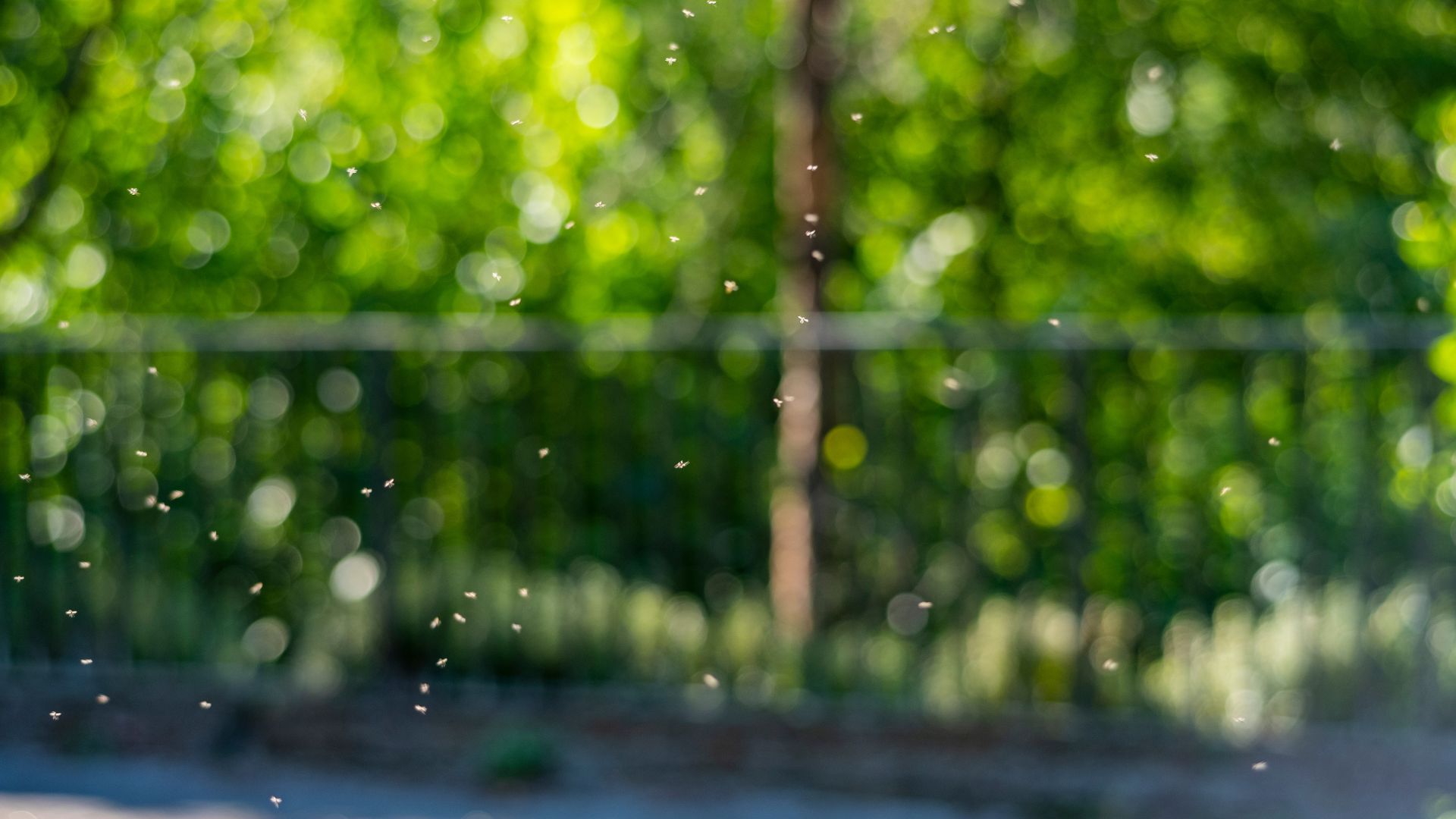 picture of green flies outside in a small swarm