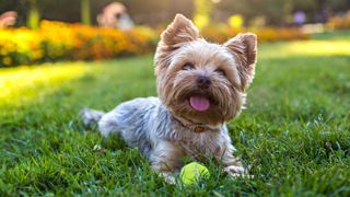 Dog laying down with a tennis ball between its paws