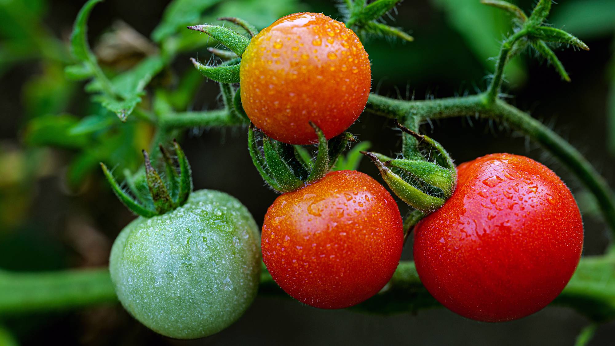 Water drops on four tomatoes growing on a vine