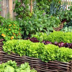 A lush vegetable garden in woven stick containers