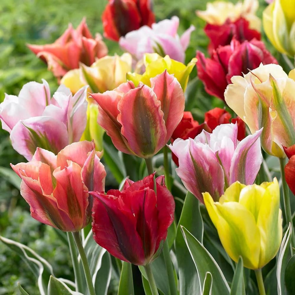 20 X Tulipa Viridiflora Mixed &amp;ndash; Stunning Mix of Flame Like Blooms &amp;ndash; Spring Flowering Bulbs &amp;ndash; Early Blooming Tulips &amp;ndash; Perennials &amp;ndash; for Your Beautiful Garden