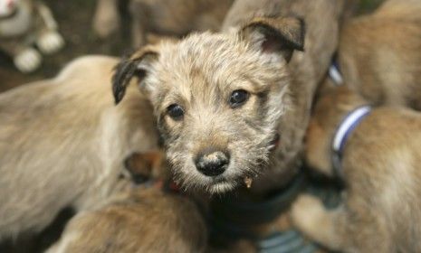 A new law in Missouri that would help prevent animal cruelty in &amp;quot;puppy mills&amp;quot; may be overturned. 