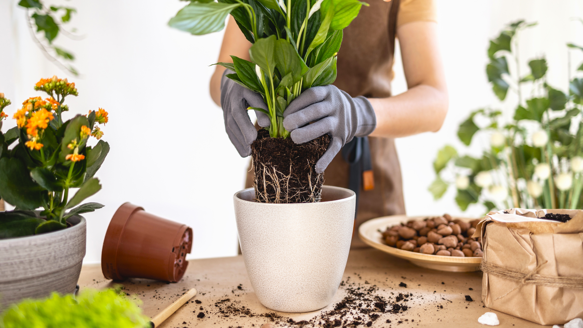 woman repotting a peace lily 