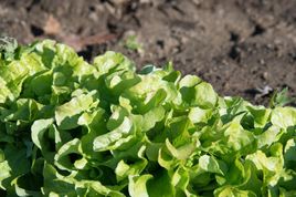 Tips & Information about Lettuce | Gardening Know How