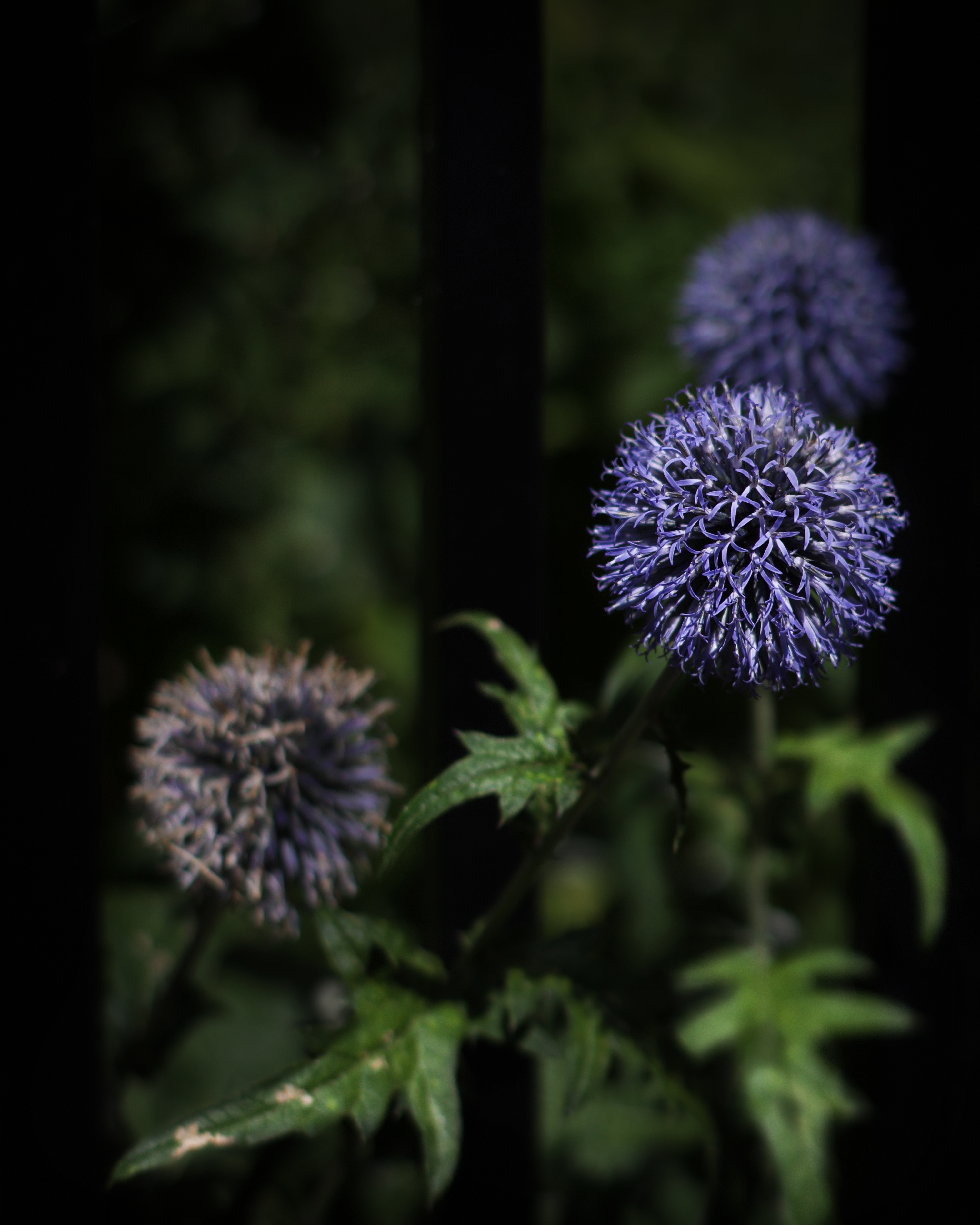 Sample photo taken with the Leica Summilux-M 50mm f/1.4 Classic, using the Megadap M2RF lens adapter on the Canon EOS R5