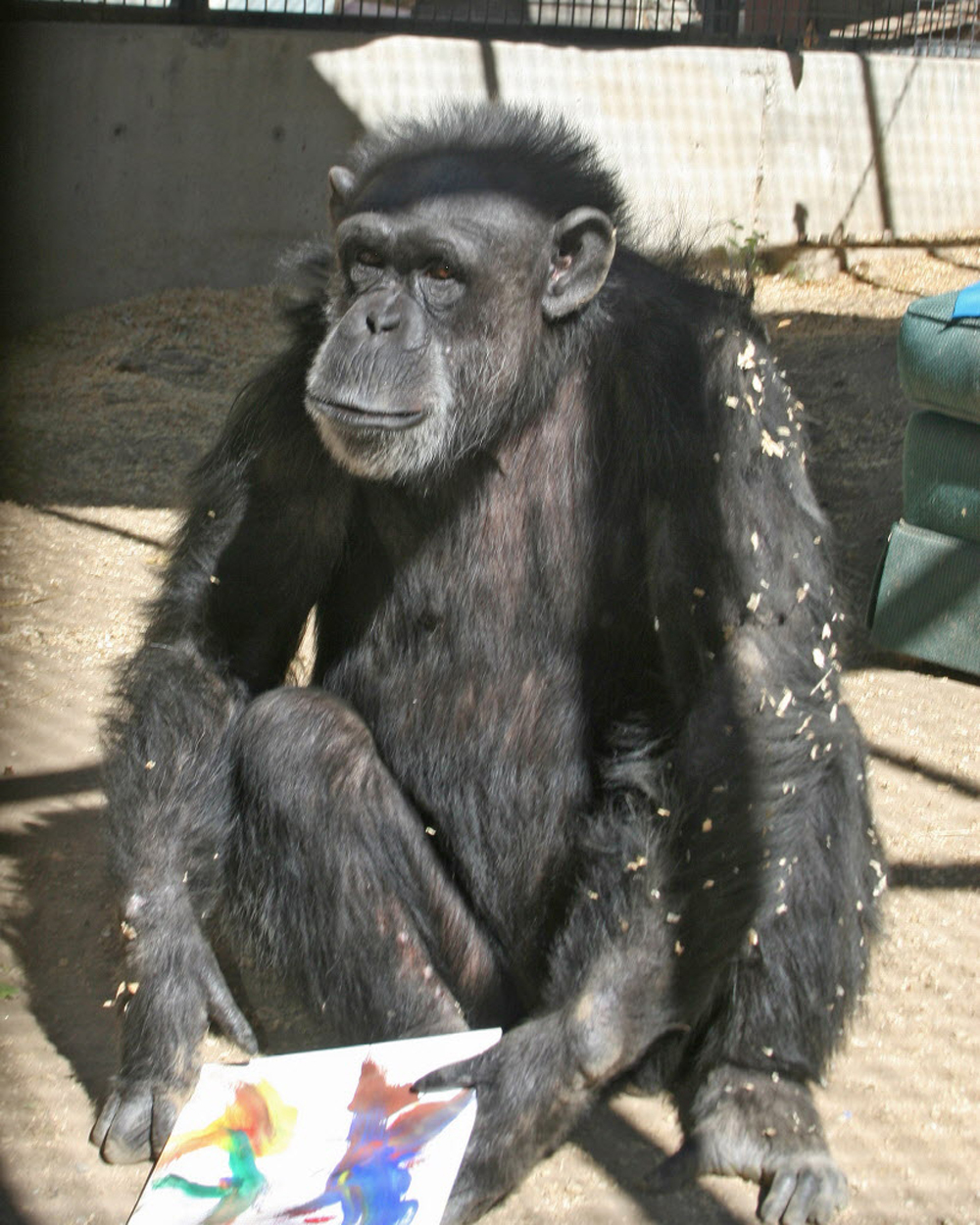 chimpanzees art, human society of the united states, medical research ethics