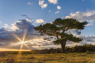 The sun setting at Bratley tree, The new forest, Hampshire