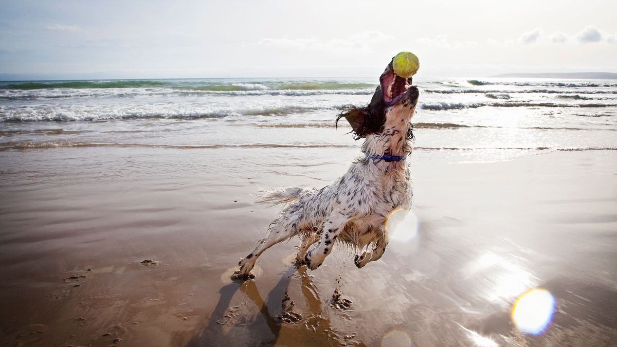 dog with ball