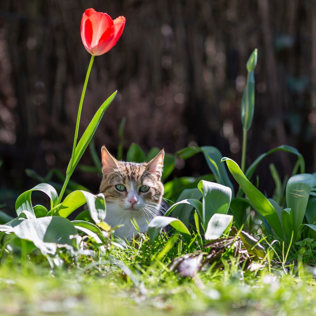 How to stop cats pooping in garden in five easy steps Ideal Home