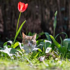 Cat in garden with tulip