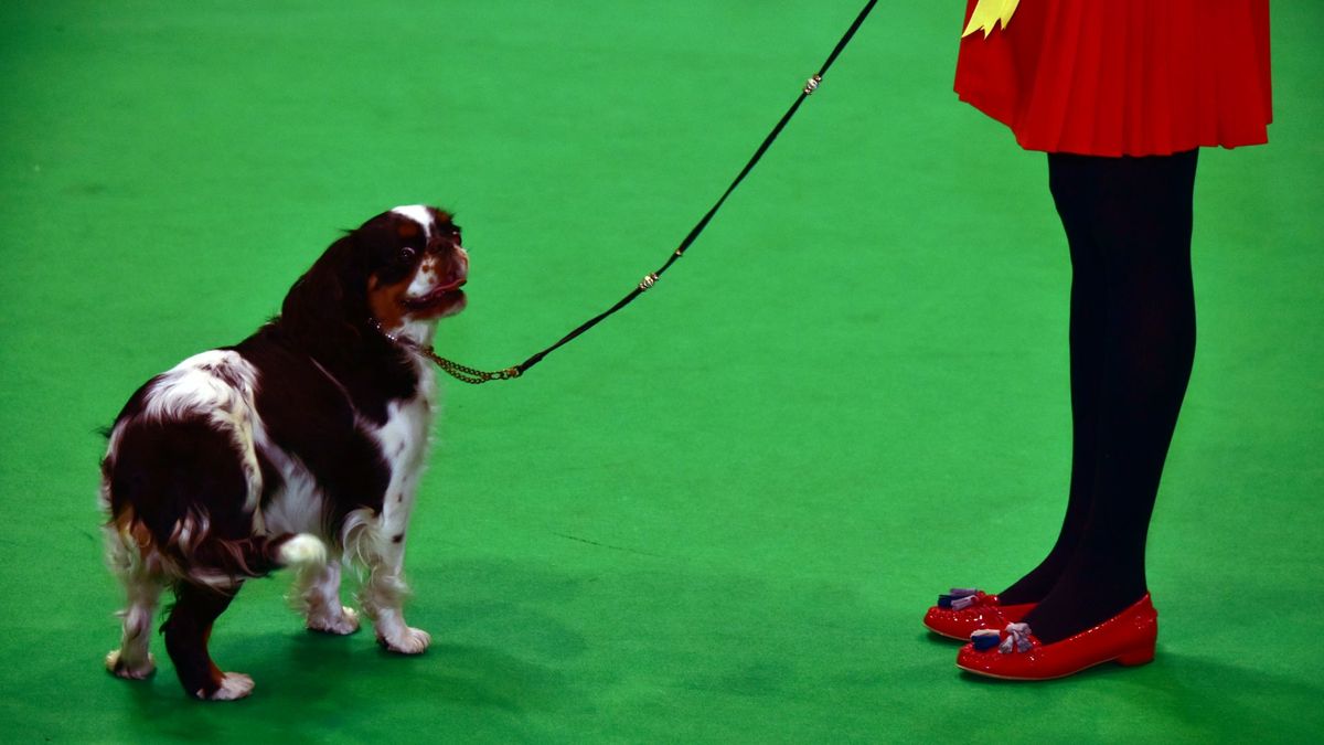 Crufts Dog Show 2019