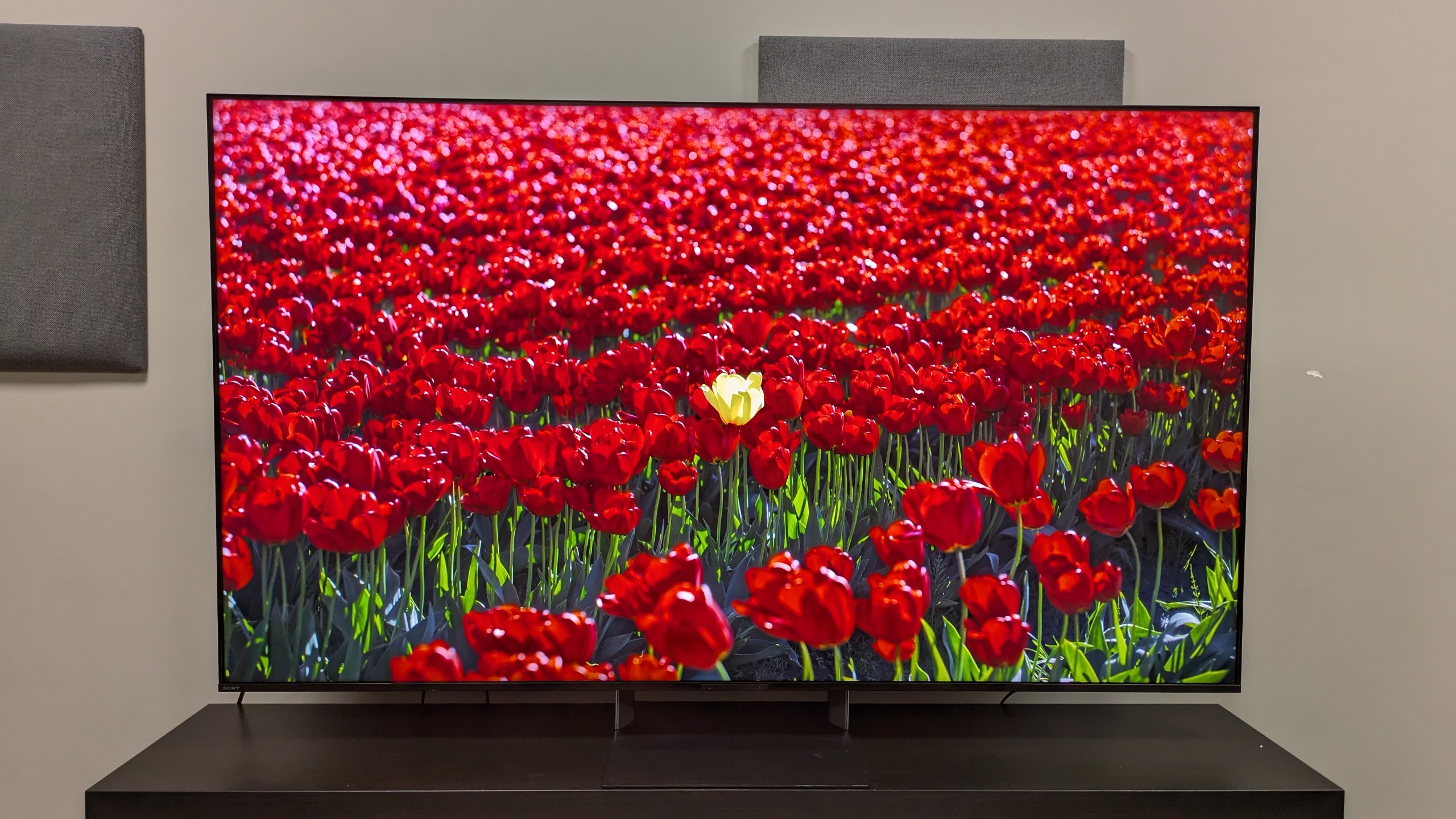 Sony Bravia 9 II with red flowers on screen showing its vivid colors