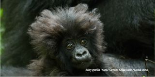 baby gorillas individuality