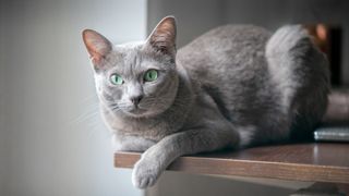 a slim blue cat crouching on a table