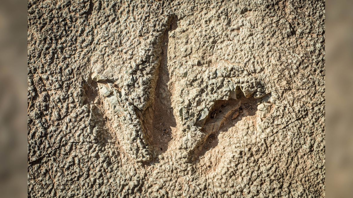 A theropod dinosaur track seen in the Moab.