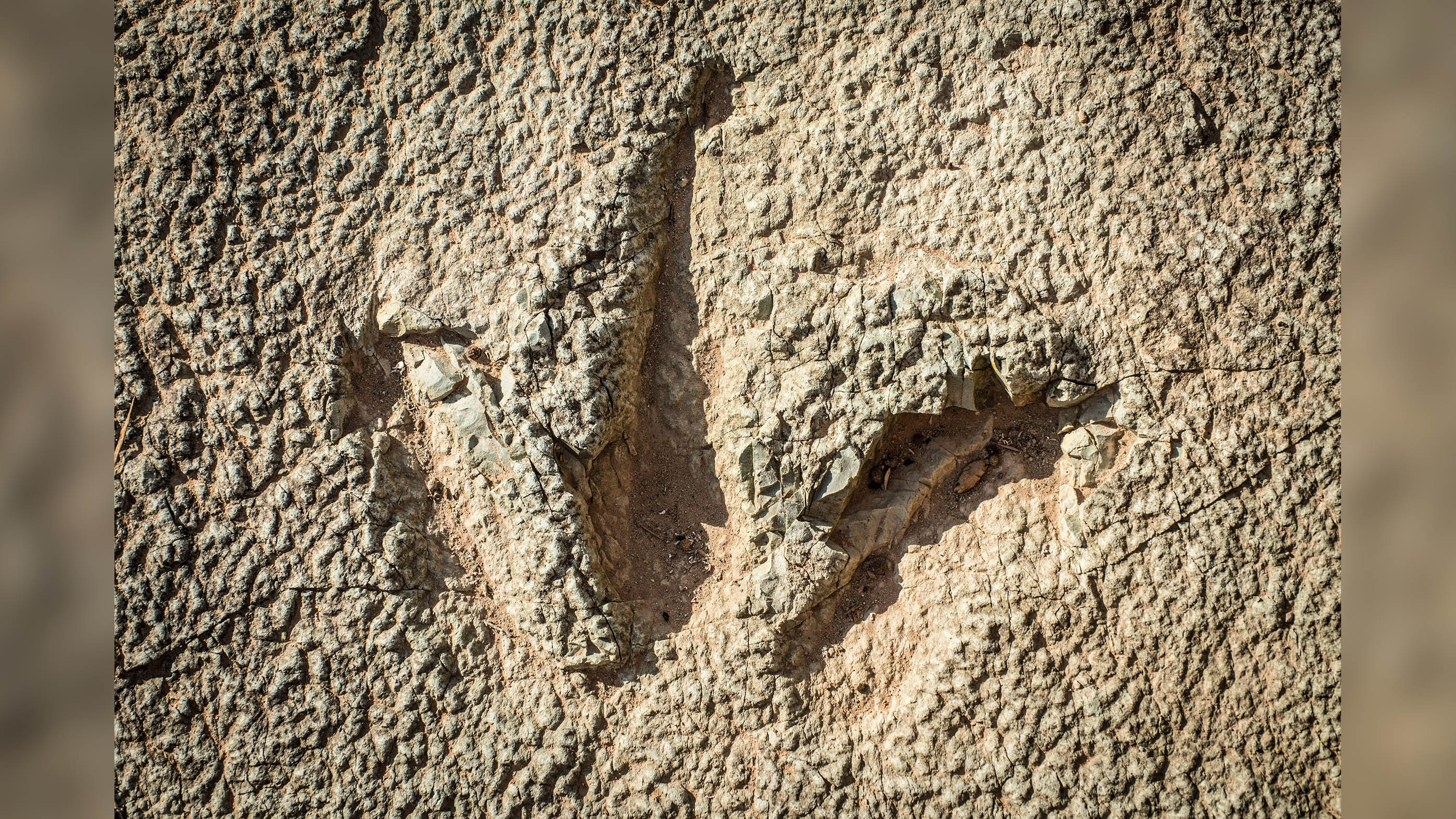 Construction may have damaged 112 million-year-old dinosaur tracks in Utah Live Science