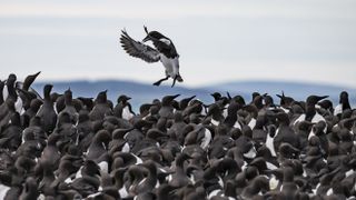 A guillemot attempts to land among a crowd of birds.