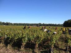2013 harvest, 2013 vendanges, harvest, Domaine de Chevalier harvest 2013