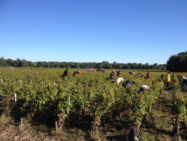 2013 harvest, 2013 vendanges, harvest, Domaine de Chevalier harvest 2013
