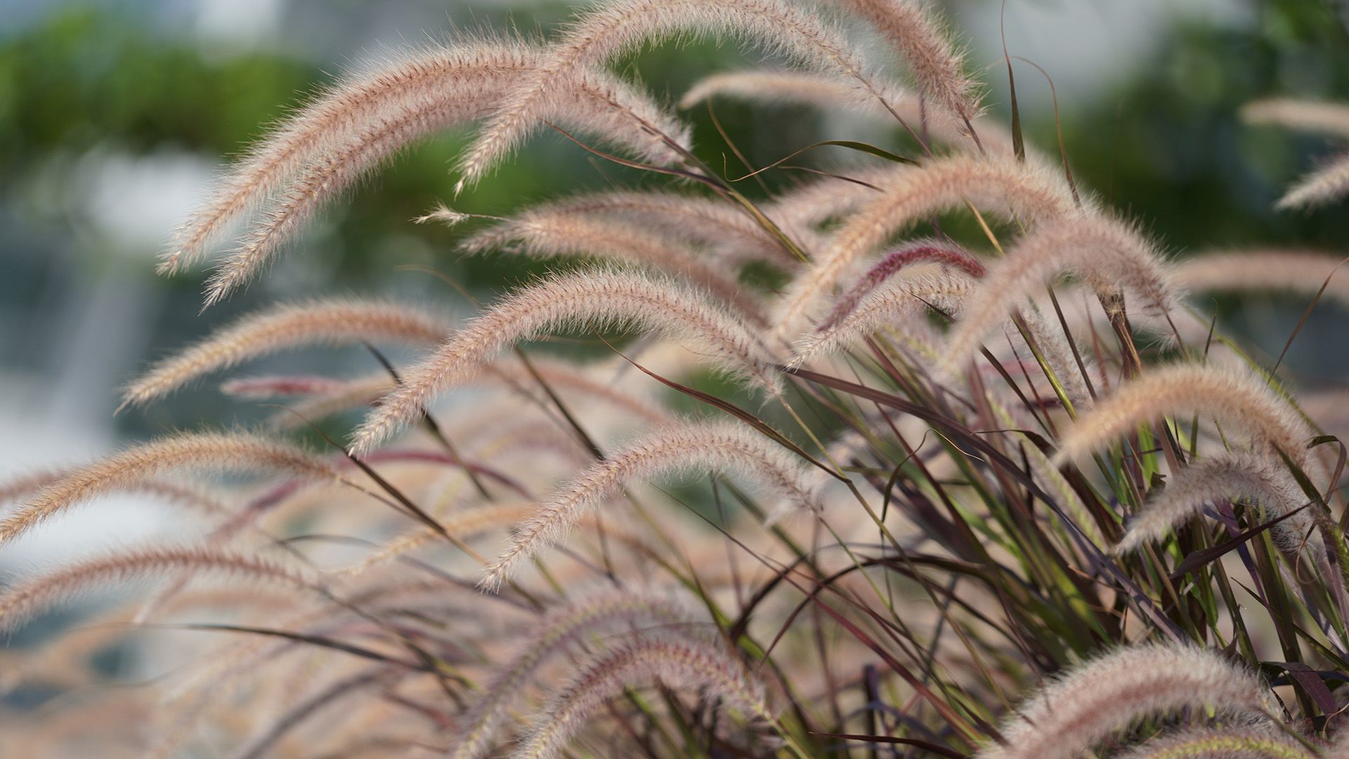A close-up shot of cut back red and purple ornamental grasses