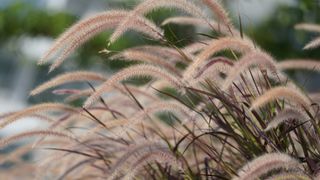 A close-up shot of cut back red and purple ornamental grasses