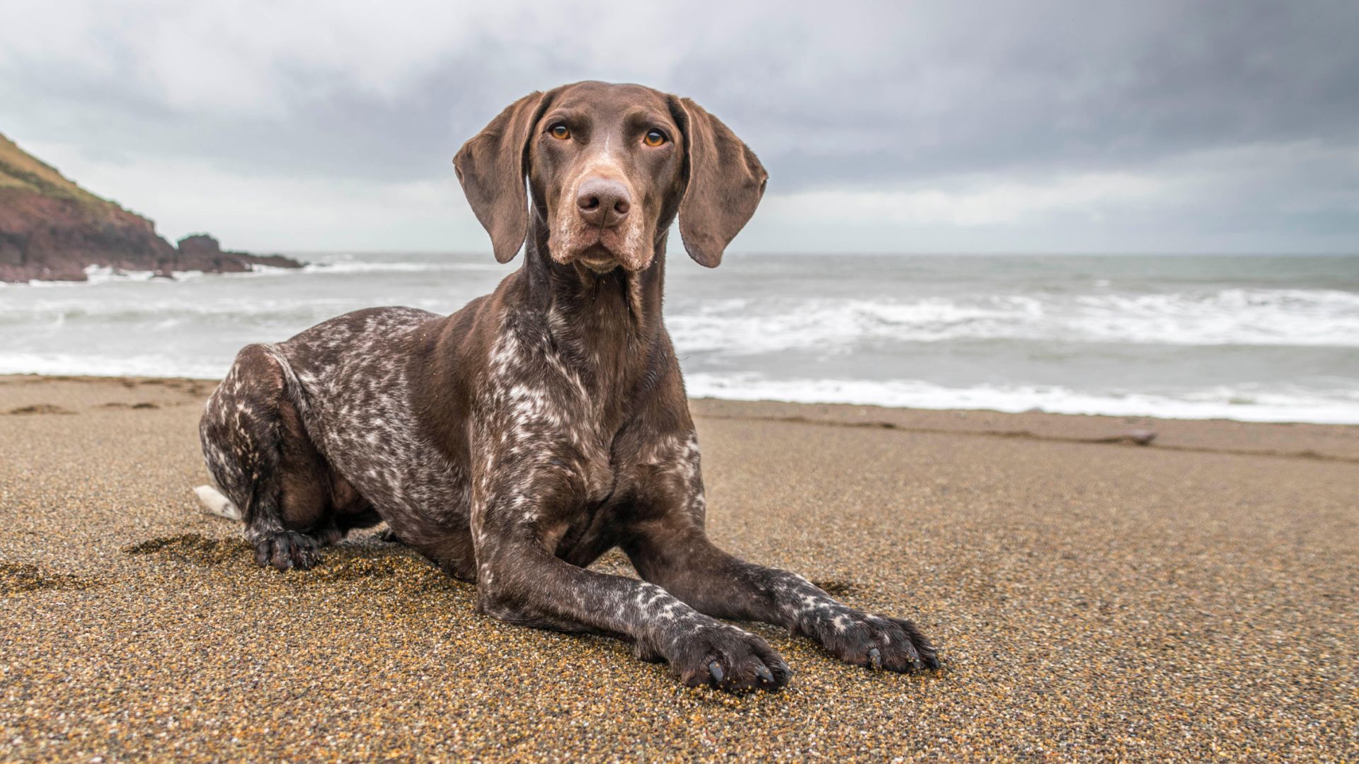 GSP lying on beach